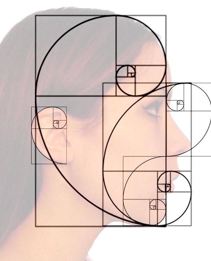 Fibonacci_Face